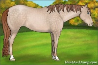 Horse Color:Buckskin Pearl 