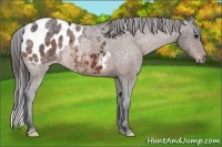 Horse Color:Bay Ice Appaloosa