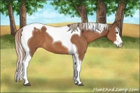 Horse Color:Chestnut Splash Tobiano