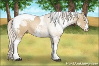Horse Color:White Spotted Silver Brown Ice Pearl Dun Tobiano