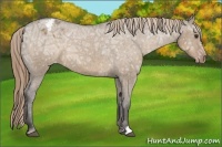 Horse Color:Liver Red Dun Ice Appaloosa 