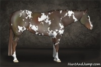 Horse Color:White Spotted Liver Chestnut Sabino 
