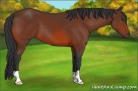 Horse Color:Bay 