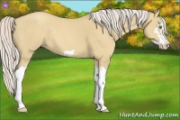 Horse Color:Silver Classic Champagne Dun Splash Frame 