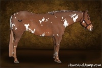 Horse Color:White Spotted Chestnut