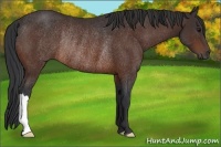 Horse Color:Bay Rabicano 