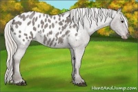 Horse Color:Silver Blue Roan Appaloosa Rabicano 