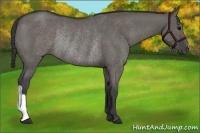 Horse Color:Grullo Rabicano 