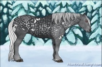 Horse Color:White Spotted Silver Black Chinchilla 