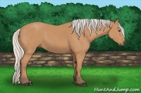 Horse Color:Silver Bay 