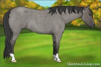 Horse Color:Smoky Grullo Roan 