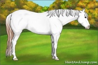 Horse Color:Smoky Black Splash Appaloosa 