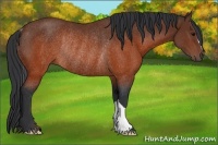 Horse Color:Brown Rabicano 
