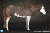 Horse Color:Red Ice Roan Splash 