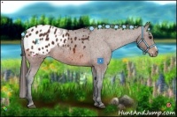 Horse Color:Bay Appaloosa 
