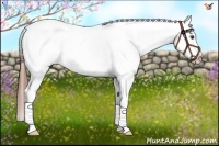 Horse Color:Chestnut Tobiano Blanket 