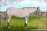 Horse Color:Chestnut Appaloosa 