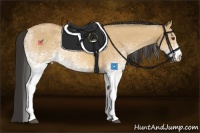 Horse Color:White Spotted Buckskin Dun 