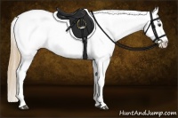 Horse Color:Chestnut Appaloosa 