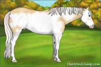 Horse Color:Silver Amber Champagne Dun Splash Frame