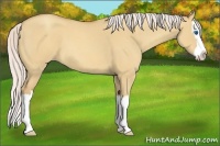 Horse Color:Silver Sable Champagne Roan Dun Splash 