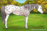 Horse Color:Bay Roan Splash Appaloosa 
