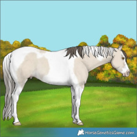 Horse Color:Classic Cream Champagne Dun Splash Tobiano Frame Rabicano 
