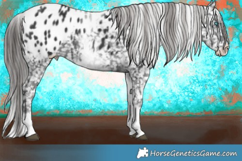 Horse Color:White Spotted Black Splash Tobiano Appaloosa 
