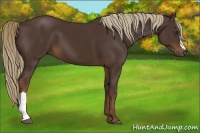 Horse Color:Liver Chestnut 