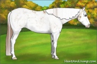 Horse Color:Red Dun Sabino Splash Rabicano