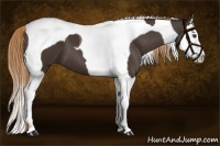 Horse Color:Liver Chestnut Splash Tobiano