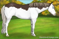 Horse Color:Liver Chestnut Splash