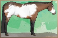 Horse Color:Buckskin Frame 