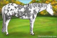 Horse Color:Liver Chestnut Sabino Splash Appaloosa 
