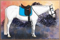 Horse Color:Buckskin Dun Frame Appaloosa