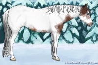 Horse Color:Bay Tobiano Frame Rabicano