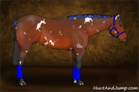 Horse Color:White Spotted Bay 