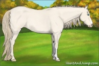 Horse Color:Perlino Roan 