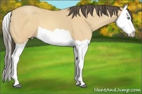 Horse Color:Amber Cream Champagne Splash