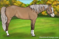Horse Color:Silver Bay Dun Splash 