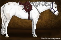 Horse Color:White Spotted Silver Bay Dun Splash Frame Appaloosa 