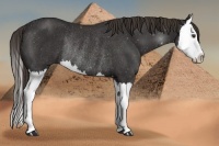 Horse Color:Liver Chestnut Sabino Splash Rabicano 