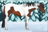 Horse Color:Bay Tobiano 