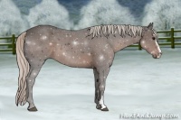 Horse Color:Silver Black Sabino 
