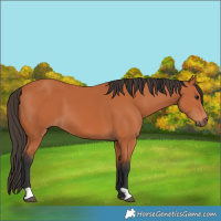Horse Color:Unknown 