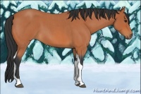 Horse Color:Bay Roan Tobiano