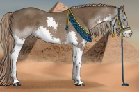 Horse Color:Liver Chestnut Splash