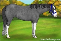 Horse Color:Smoky Blue Roan Splash 