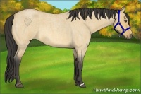 Horse Color:Buckskin Roan Dun 