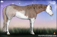 Horse Color:Liver Red Roan Sabino Splash Rabicano